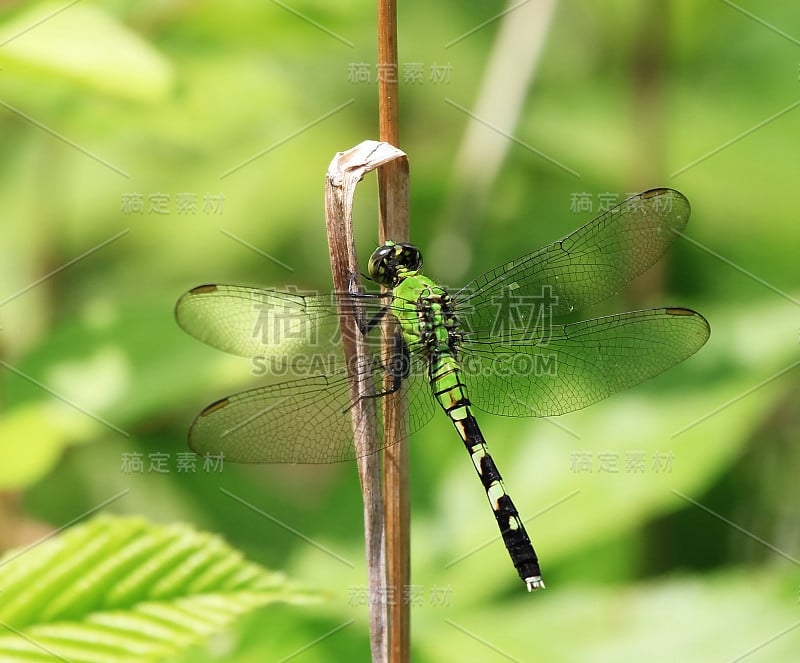 东部Pondhawk蜻蜓