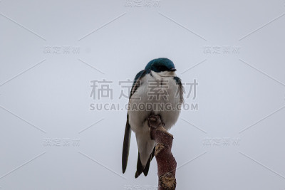 树燕子栖息在浅灰色的天空