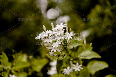 一组白色香星茉莉花或攀缘茉莉花