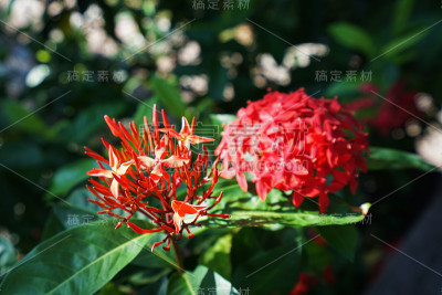近处红瓢虫花树