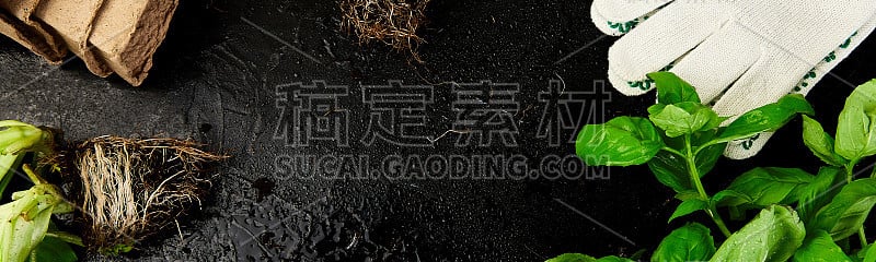 园艺工具，罗勒，生态花盆，黑色背景的土壤。