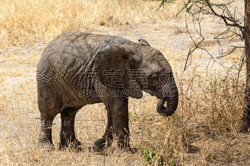 小非洲象(Loxodonta africana)正在穿过一条砾石路