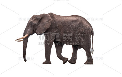 非洲象孤立在白色背景上