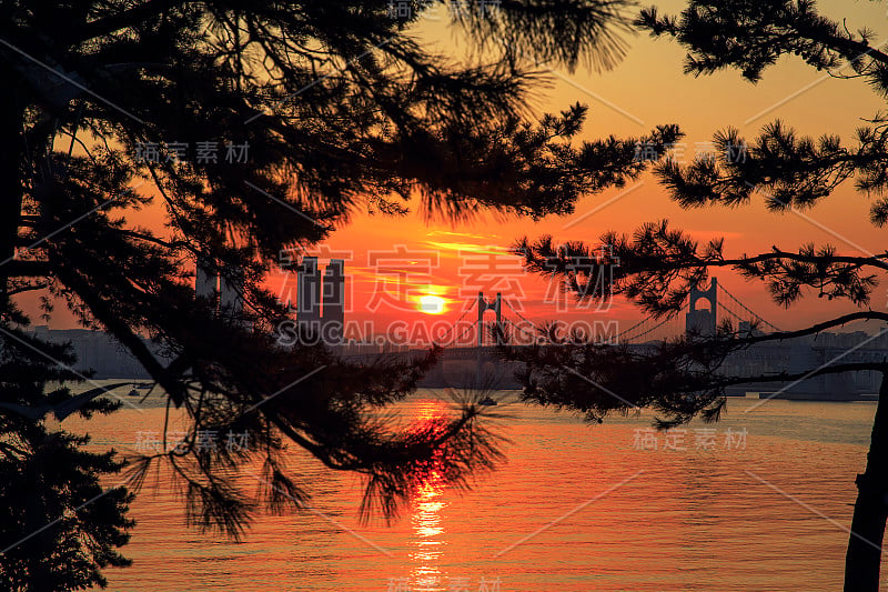 夕阳下的大海在松树之间剪影