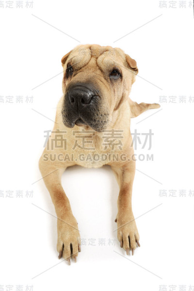 工作室拍摄的可爱的沙皮狗