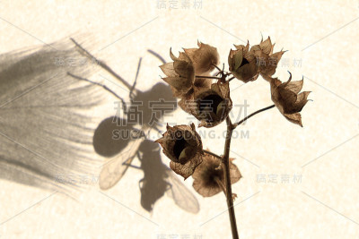 干锦葵、背景
