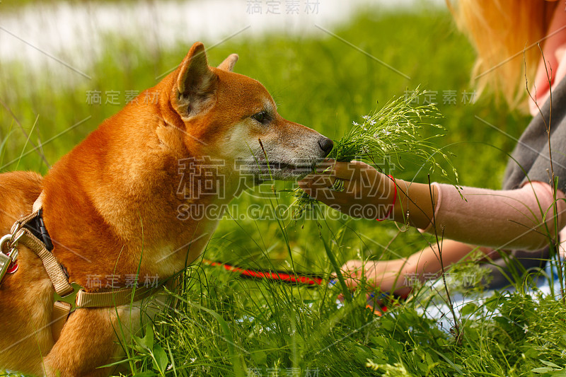 女孩和狗狗柴犬。