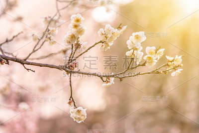 东京盛开的梅树。