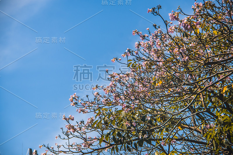 越南胡志明市，玫瑰花苞或粉红色盛开的喇叭，背景是摩天大楼或公寓楼的剪影