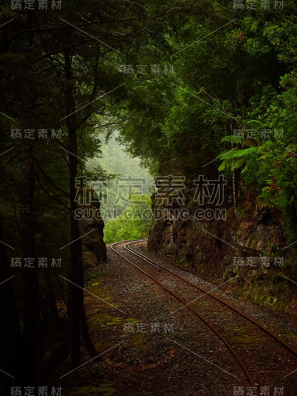 火车旅行穿过寒冷的温带雨林