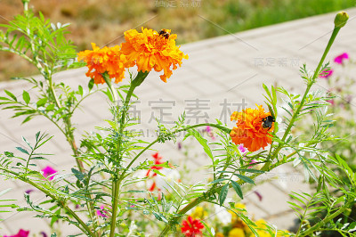 花园里的金盏花