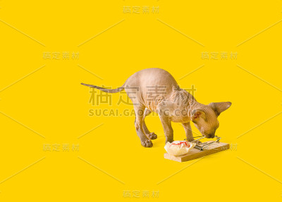 可爱好玩的小猫斯芬克斯与一个捕鼠器在黄色的背景。