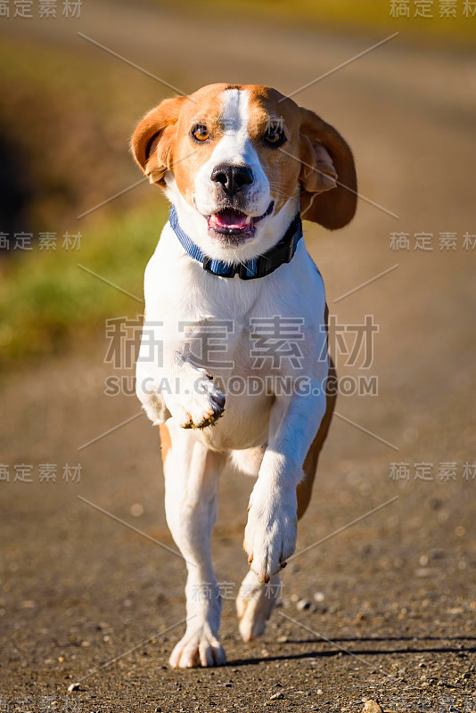 小猎犬在乡间小路上飞快地跑着，伸出舌头跳着