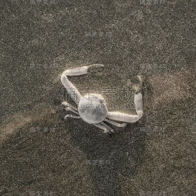 鬼蟹