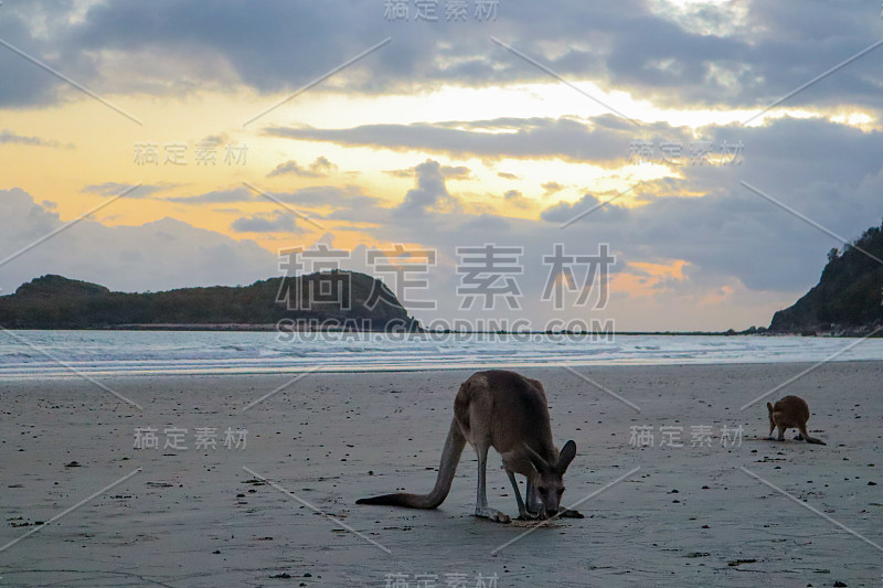 袋鼠在海滩边吃水