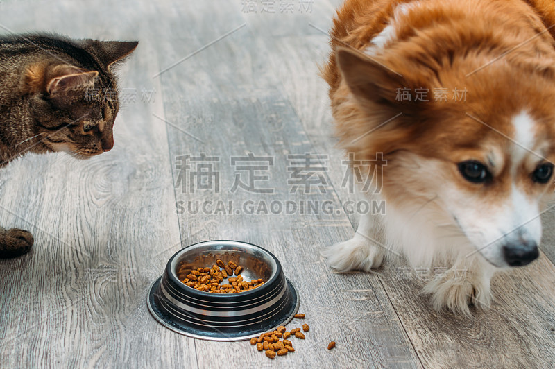 猫和狗旁边的一碗干粮在厨房的地板上