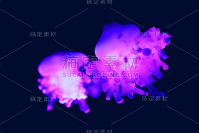 仙后座(倒置的水母)是真正的水母属，也是仙后座科唯一的成员