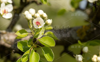 果树的花朵