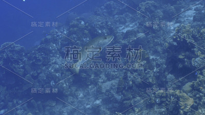 加勒比海珊瑚礁的绿松石海水/库拉索岛与狗鲷鱼，珊瑚和海绵