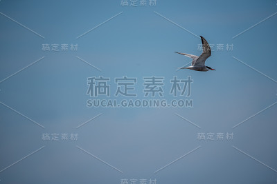 燕鸥在蓝天飞翔