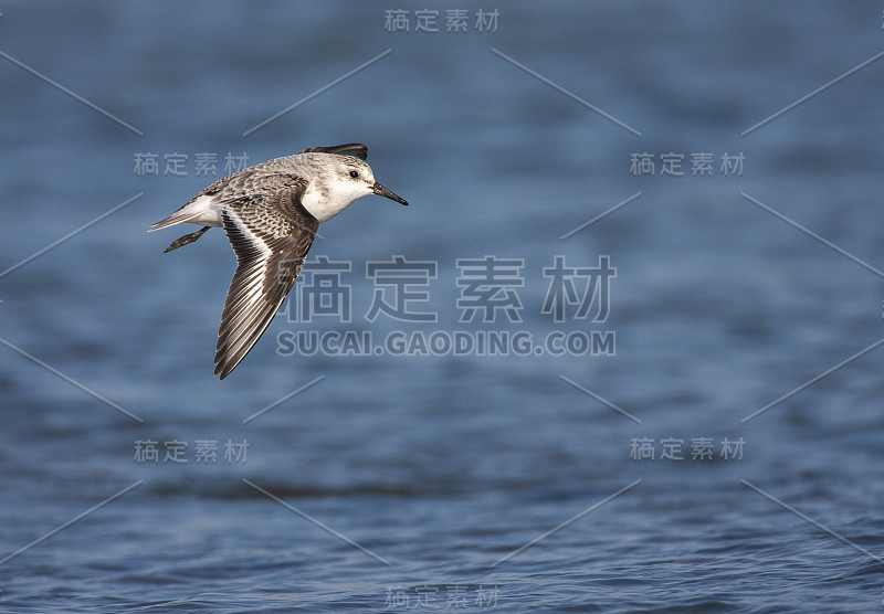 Sanderling (Calidris alba)