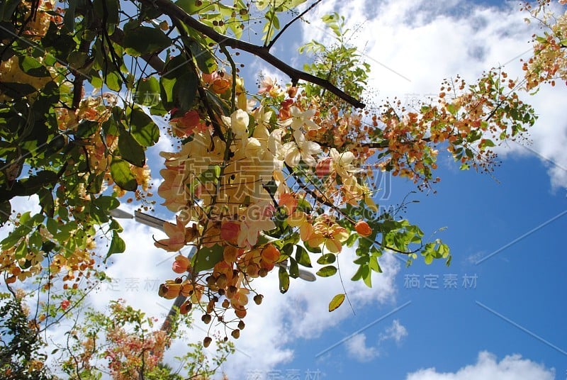 近距离的彩色彩虹淋浴树花与绚丽的天空在背景