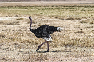Struthio camelus(鸵鸟)