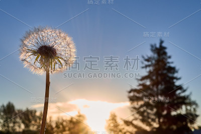 蒲公英在日出的背景下