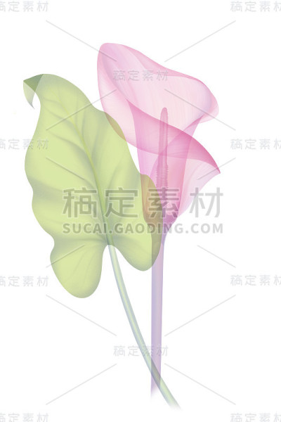 集透明花马蹄莲