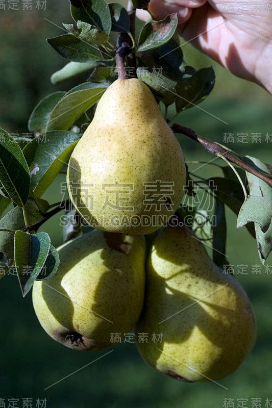 威廉姆斯;基督;伯恩;梨,Pyrus