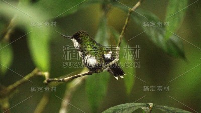 绿色thorntail