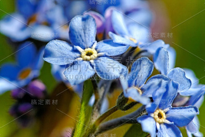 勿忘我浅蓝色的花。