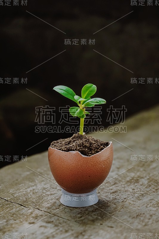 植物生长在鸡蛋壳里