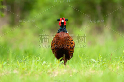 男性常见的野鸡