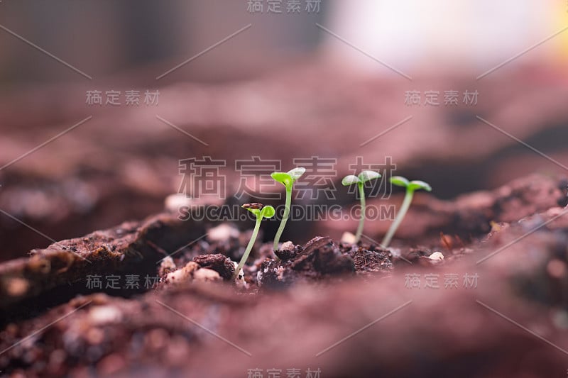 在泥炭花盆中种植小菊花芽。