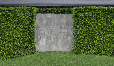 树木和热带树叶墙花园绿色垂直种植草坪草和灰色水泥墙为自然纹理背景与文本复制空间。