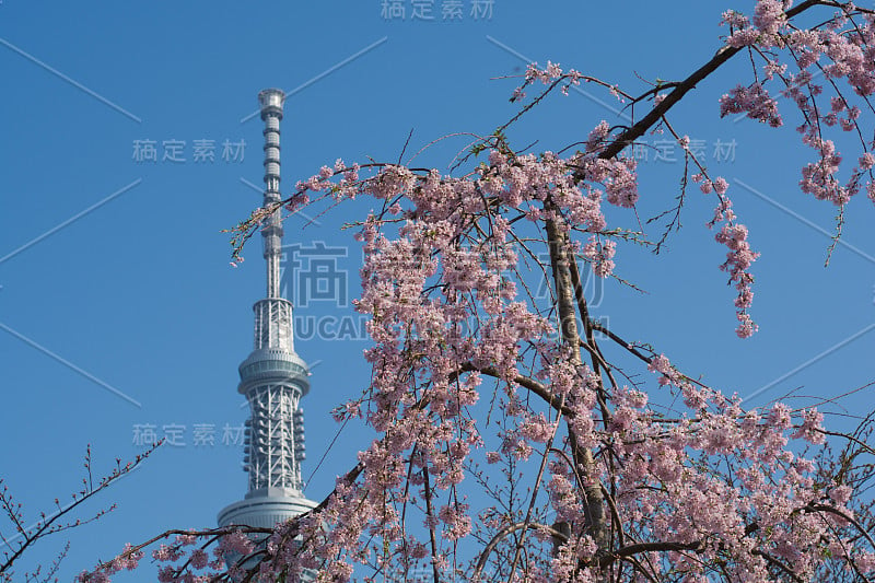 樱桃树和东京天空树