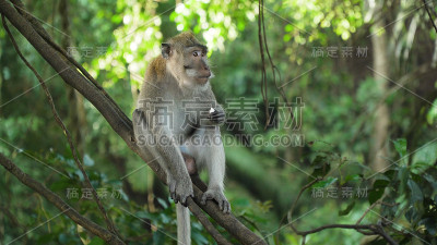 巴厘岛森林里的猴子