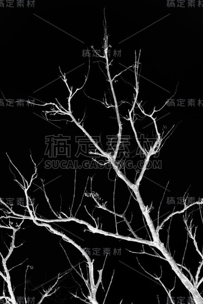 在黑色背景上的树枝。