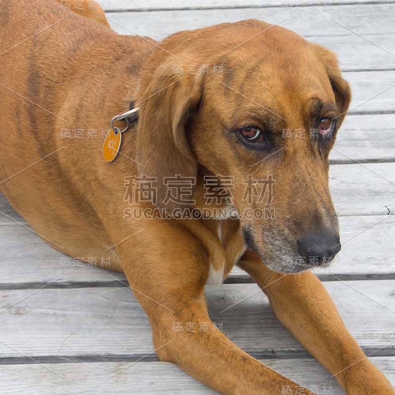 红骨猎浣熊犬看起来很可疑