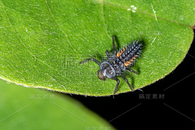 瓢虫幼虫坐在叶子上。瓢虫，又名瓢虫。瓢虫科)叶子上的幼虫