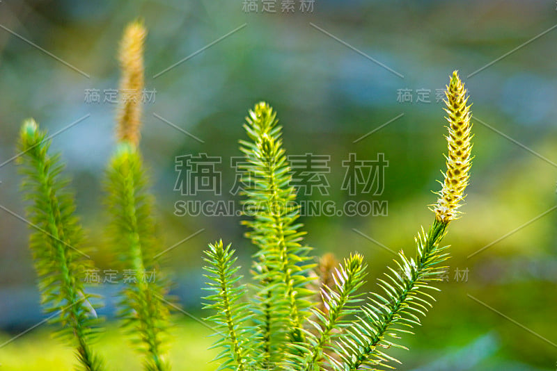 石杉，冷杉苔，在森林中的药用植物，治疗阿尔茨海默病