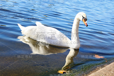 伦敦公园湖中美丽的白天鹅