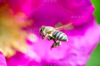 蜜蜂飞向狗玫瑰