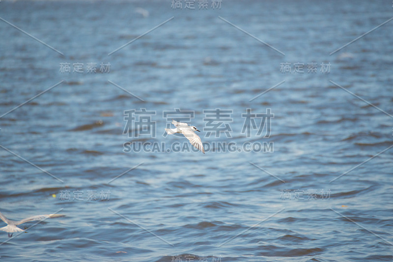 海鸥
