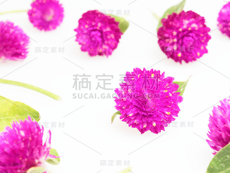 紫色和粉红色球形苋菜花，茎和叶成组，白色背景