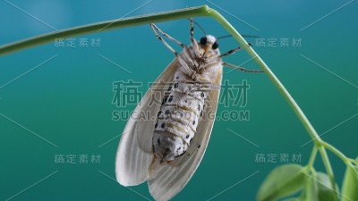 夜晚的蝴蝶