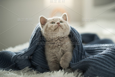 可爱的英国短毛猫