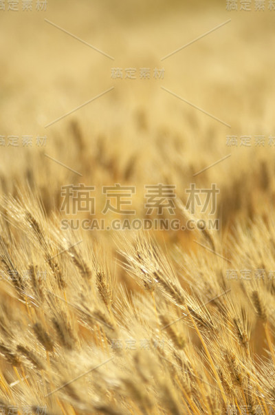 大麦
