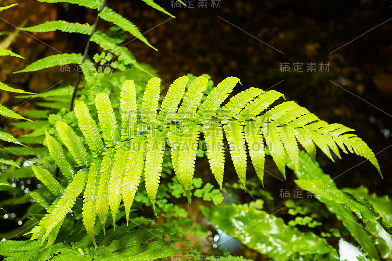 背景的绿色热带树叶和灌木生长在温室。